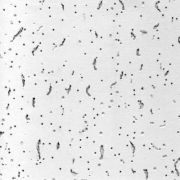 Потолок кассетный Армстронг 12x600х600 мм Китай