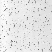 Потолок подвесной Армстронг Байкал 12x600x600 мм